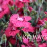 Dianthus 'Dixie Deep Rose'