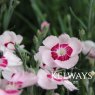 Dianthus 'Dixie White Red Bicolor'