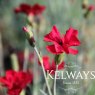 Dianthus 'Fusilier' (p)