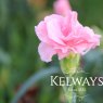 Dianthus 'Sunflor Orinoco' (Sunflor Series)