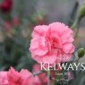 Dianthus TICKLED PINK ('Devon Pp 11' PBR) (Scent First Series) (p)