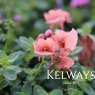 Diascia BREEZEE APRICOT ('Diaspritwo') (Breezee Series)