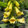 Digitalis grandiflora 'Carillon'