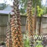 Digitalis parviflora Jacq.