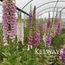 Digitalis purpurea (mixed hybrids)