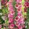 Digitalis x valinii Foxlight Plum Gold ('Takfoplgo') (Foxlight Series)