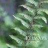 Dryopteris affinis