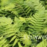 Dryopteris cycadina