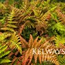 Dryopteris erythrosora