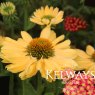 Echinacea 'Aloha' PBR