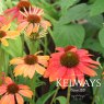 Echinacea CHEYENNE SPIRIT (mixed)
