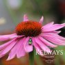 Echinacea purpurea 'Doubledecker'