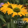 Echinacea GOLDEN SKIPPER ('Echglo243' PBR) (Butterfly Series)