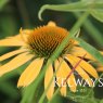 Echinacea 'Harvest Moon' PBR (Big Sky Series)