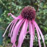 Echinacea pallida