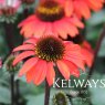 Echinacea SUNSEEKERS ORANGE ('Apecssior' PBR) (SunSeekers Series)