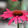Echinacea SUNSEEKERS RED ('Apecssired' PBR) (SunSeekers Series)