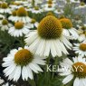 Echinacea 'Meditation White' PBR