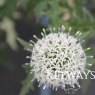 Echinops sphaerocephalus 'Arctic Glow'