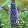 Echium candicans