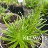 Pontechium maculatum