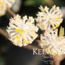 Edgeworthia chrysantha 'Grandiflora'