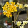 Edgeworthia chrysantha 'Grandiflora'