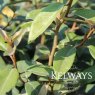 Elaeagnus x ebbingei (5 litre pot)