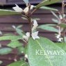 Elaeagnus x ebbingei (5 litre pot)