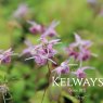 Epimedium 'Akebono'