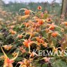 Epimedium 'Amber Queen' PBR (3 litre pot)