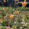 Epimedium 'Amber Queen' PBR (3 litre pot)