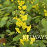Epimedium x perralchicum 'Frohnleiten'