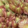 Epimedium x rubrum