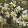 Epimedium x versicolor 'Sulphureum'