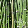 Equisetum hyemale (5 litre pot)