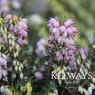 Erica x darleyensis 'Darley Dale' (2 litre pot)