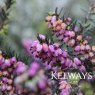 Erica x darleyensis 'Kramer's Rote' (2 litre pot)