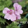 Erodium 'Spanish Eyes'