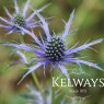 Eryngium x olivierianum 'Pen Blue'
