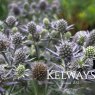 Eryngium planum 'Blue Hobbit'