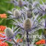Eryngium x olivierianum Big Blue ('Myersblue' PBR)