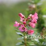 Escallonia 'Apple Blossom'
