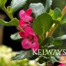 Escallonia 'Donard Radiance'