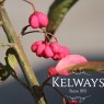 Euonymus alatus