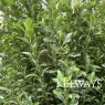 Euonymus Benkomasaki