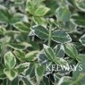 Euonymus fortunei 'Emerald Gaiety' (v)