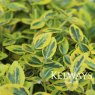 Euonymus fortunei 'Emerald 'n' Gold' (v)