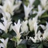 Euonymus japonicus 'Paloma Blanca'