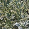 Euonymus japonicus 'Bravo' (v) (3 litre pot)